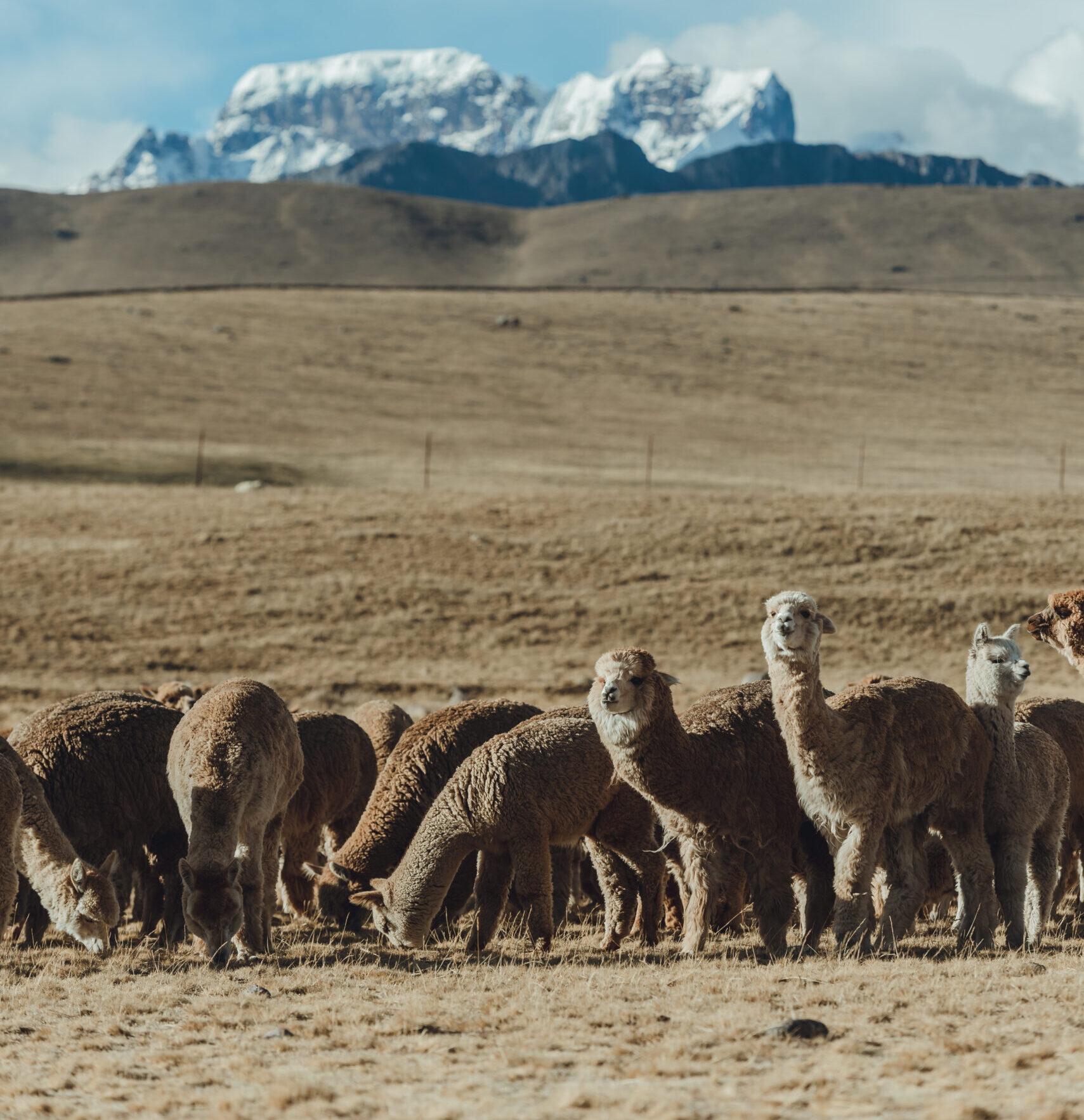 El tejido de los Andes: Por qué la alpaca es mucho más que su fibra