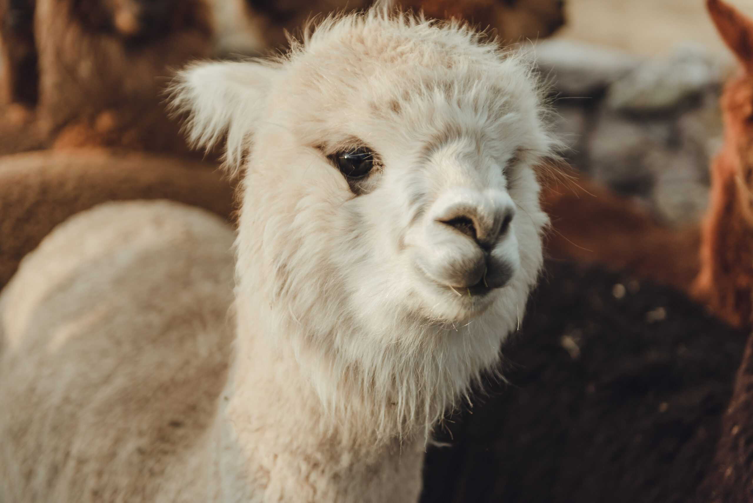 Día de la Alpaca